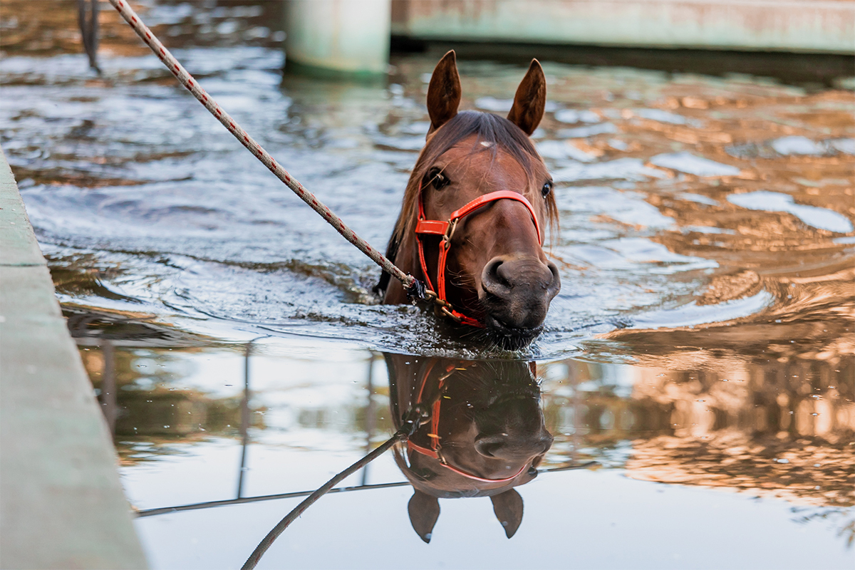 Horse swimming M8 A6213